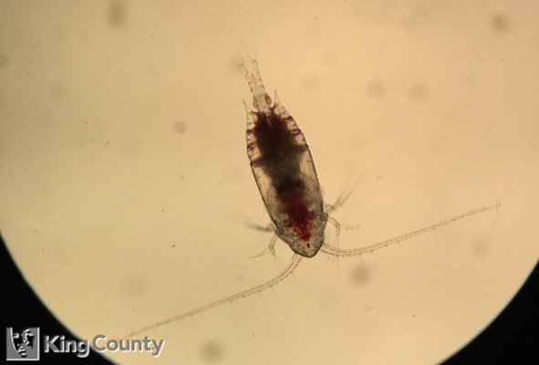 Photo of Aetideus divergens